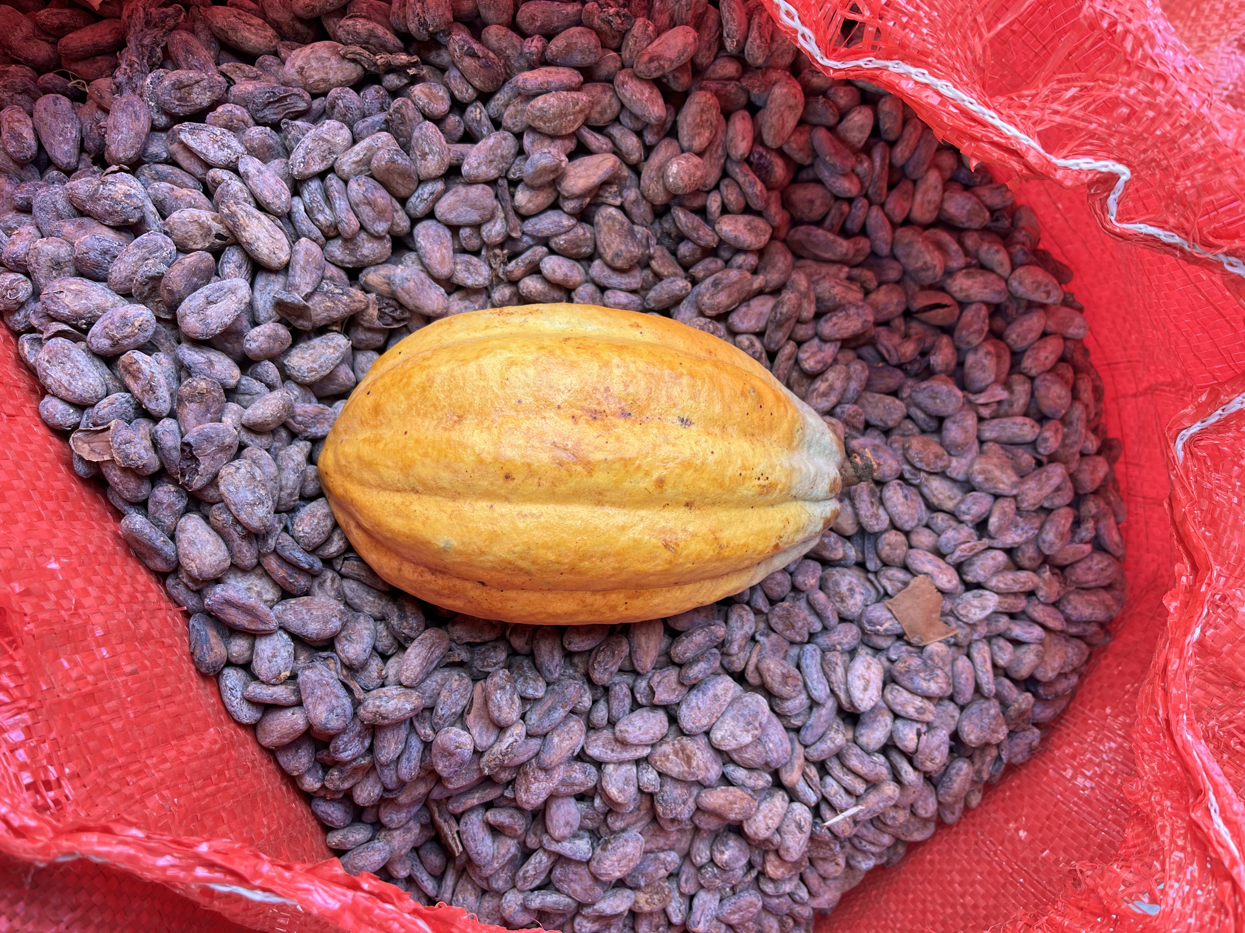 Cacao Fruta sobre granos pequeños
