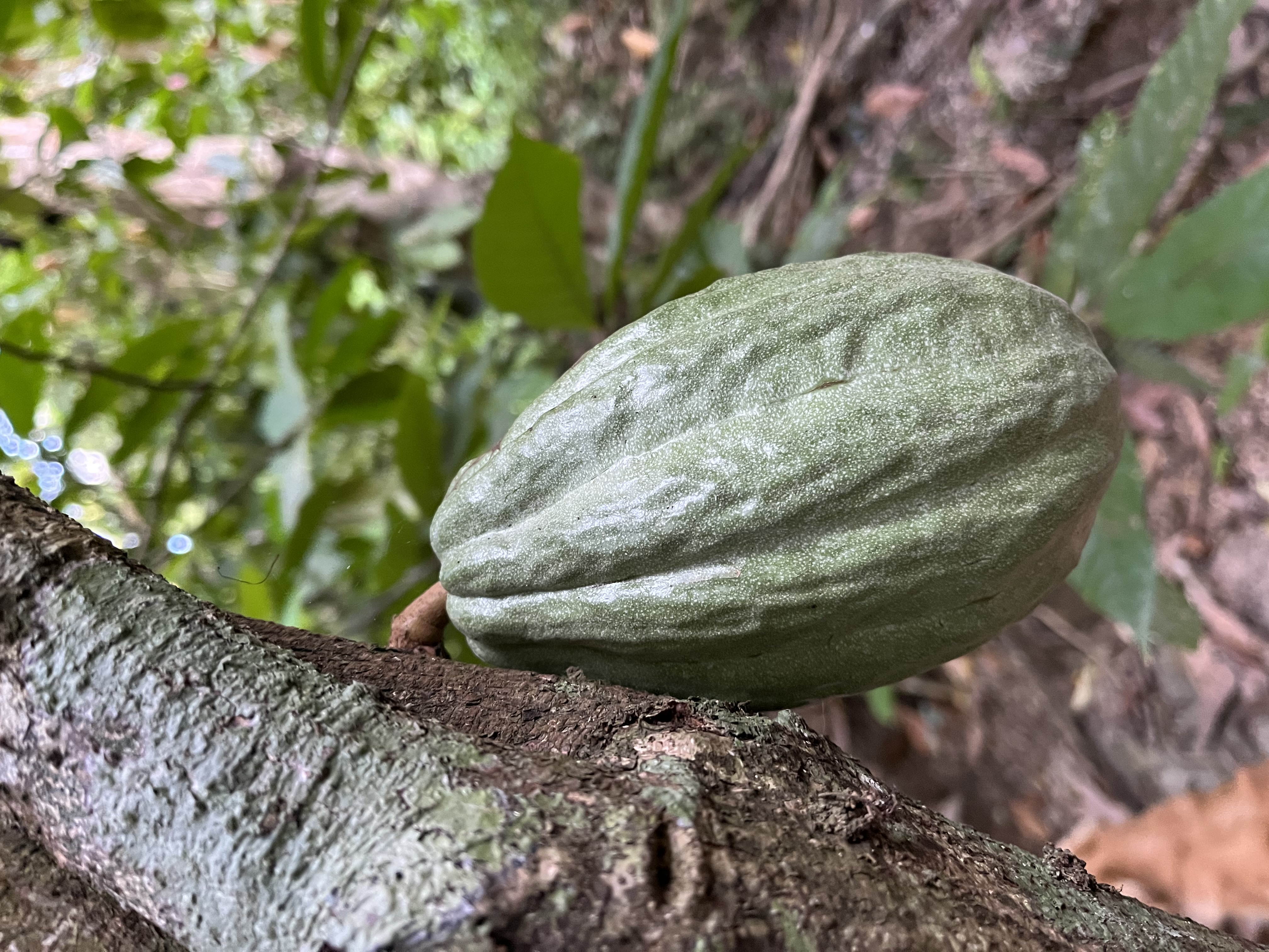Cacao varietal 3