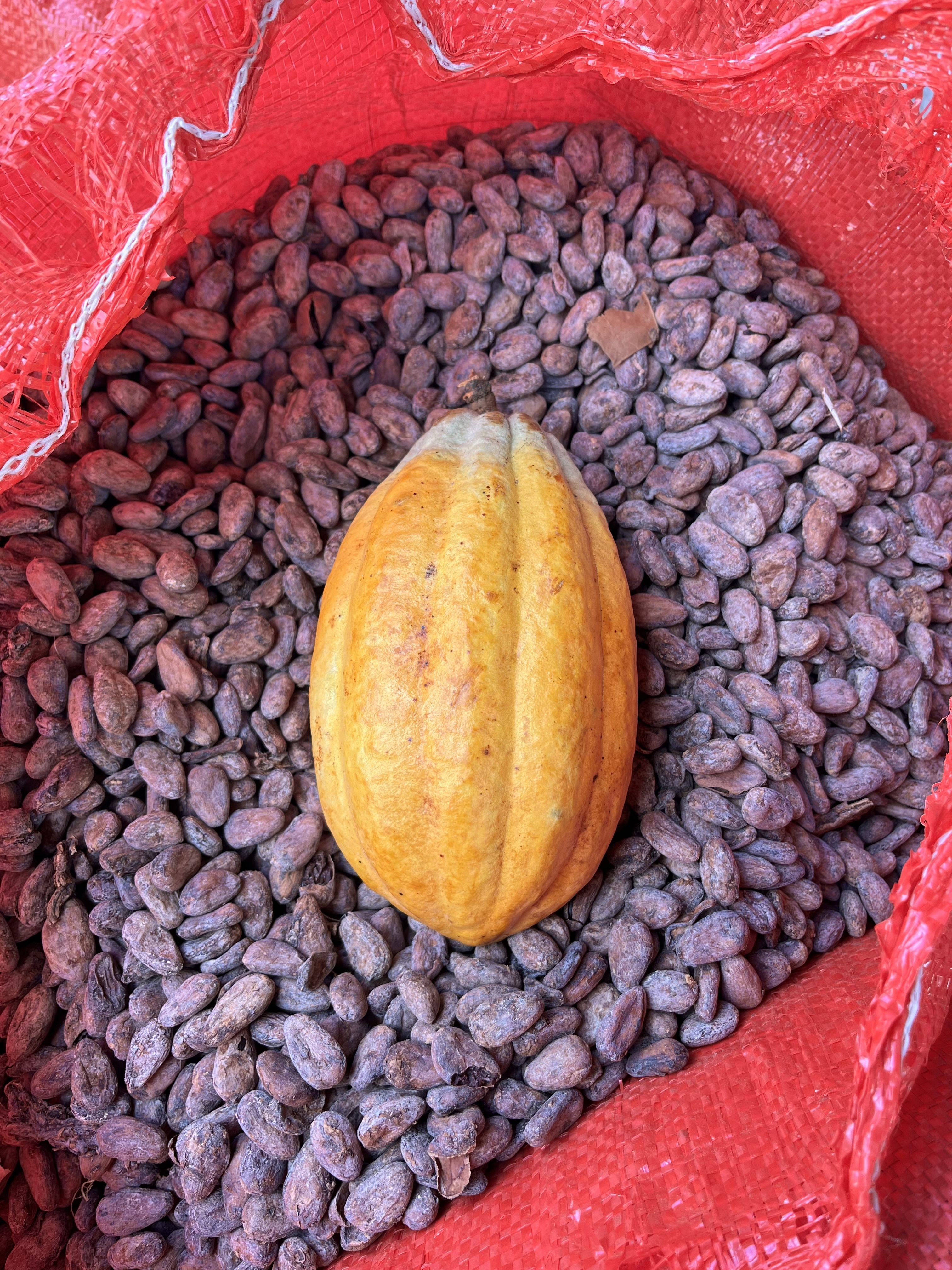 Cacao varietal 1