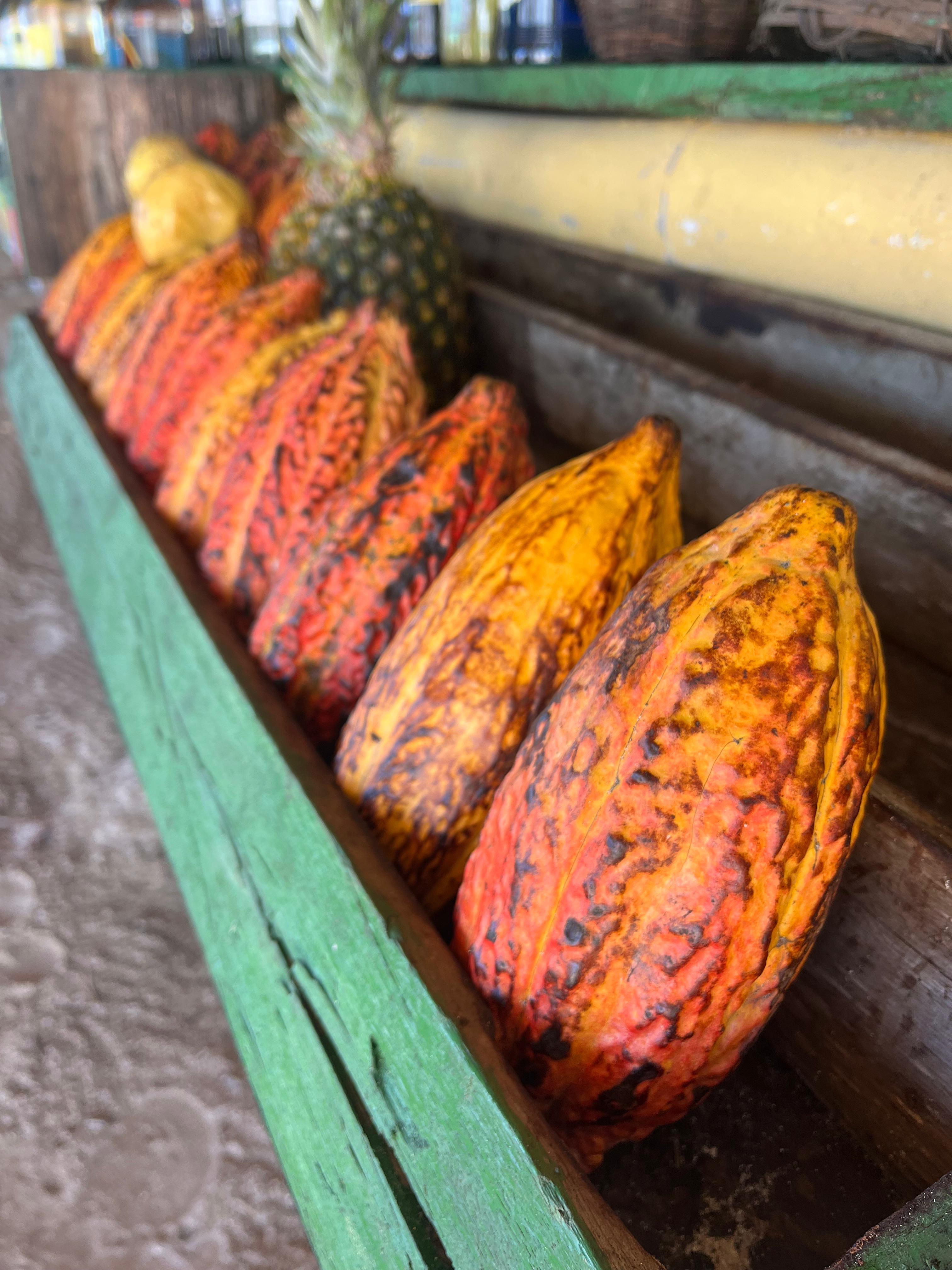 Cacao varietal 2