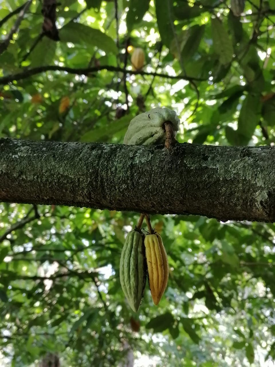 Cacao verde en árbol