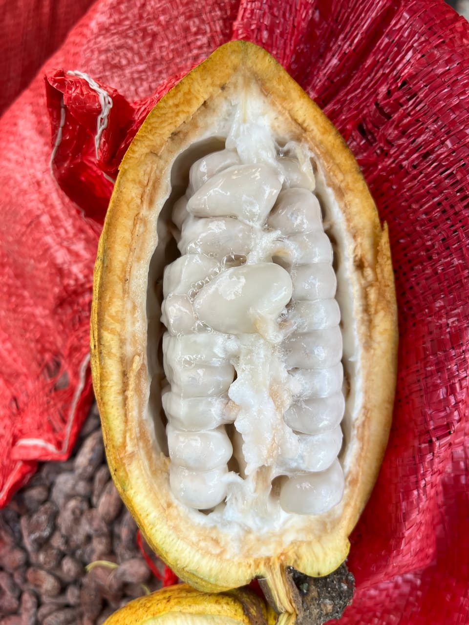 Cacao varietal 2