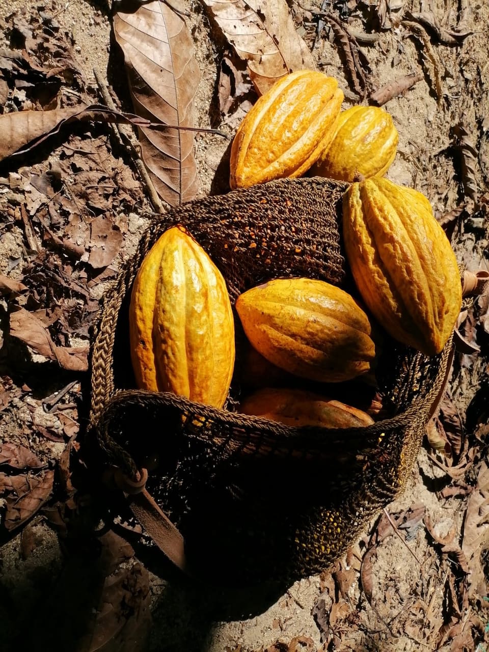 Fruto de cacao en bolsa