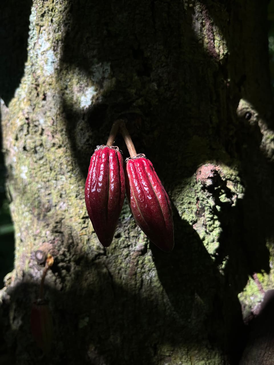 Fruto color rojo