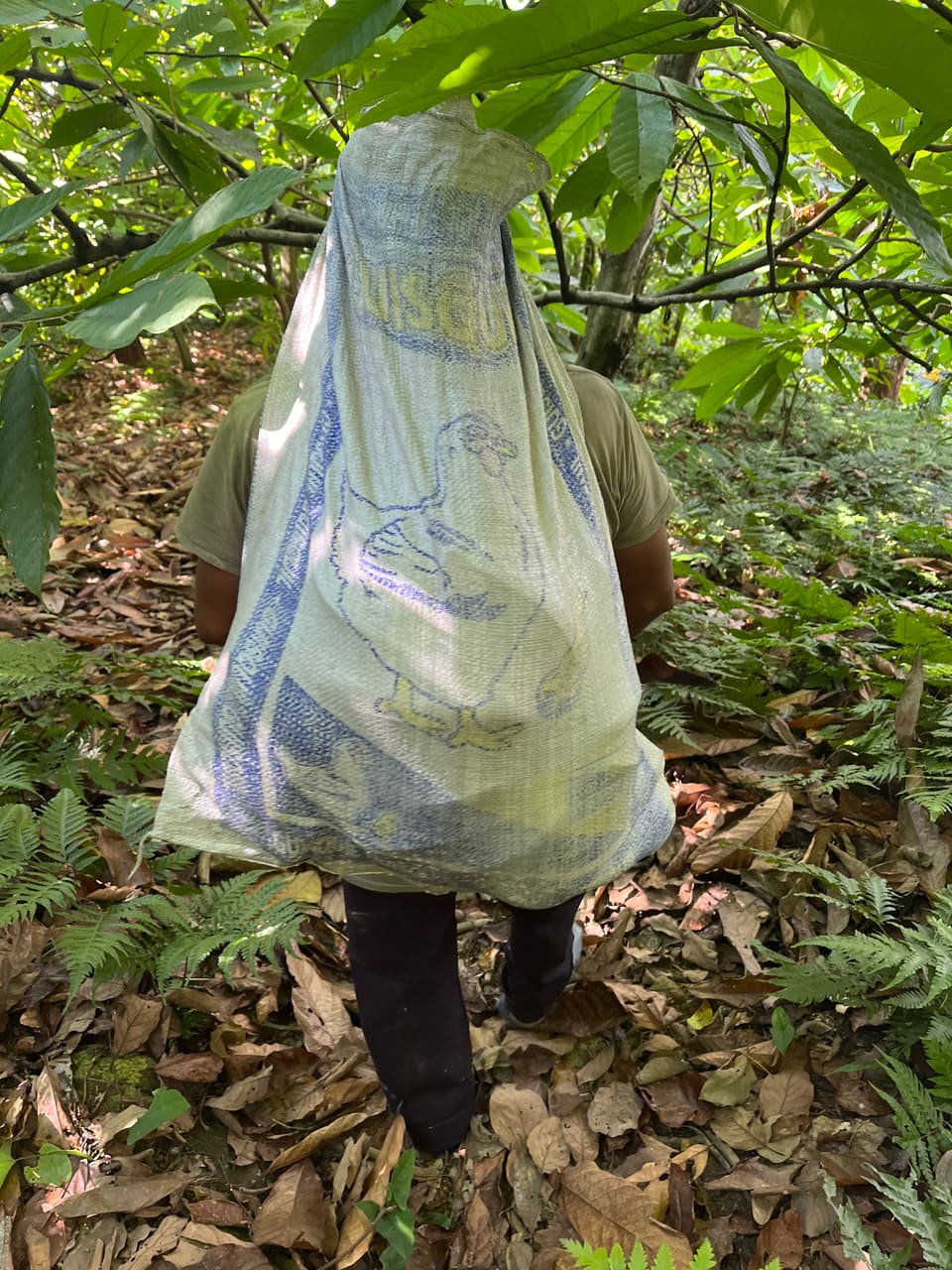 Cacao varietal 3