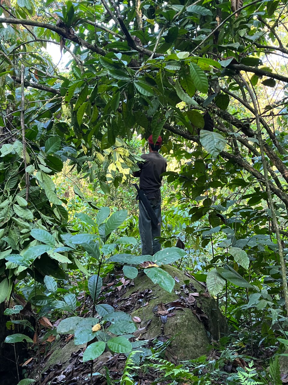 Varietal de cacao