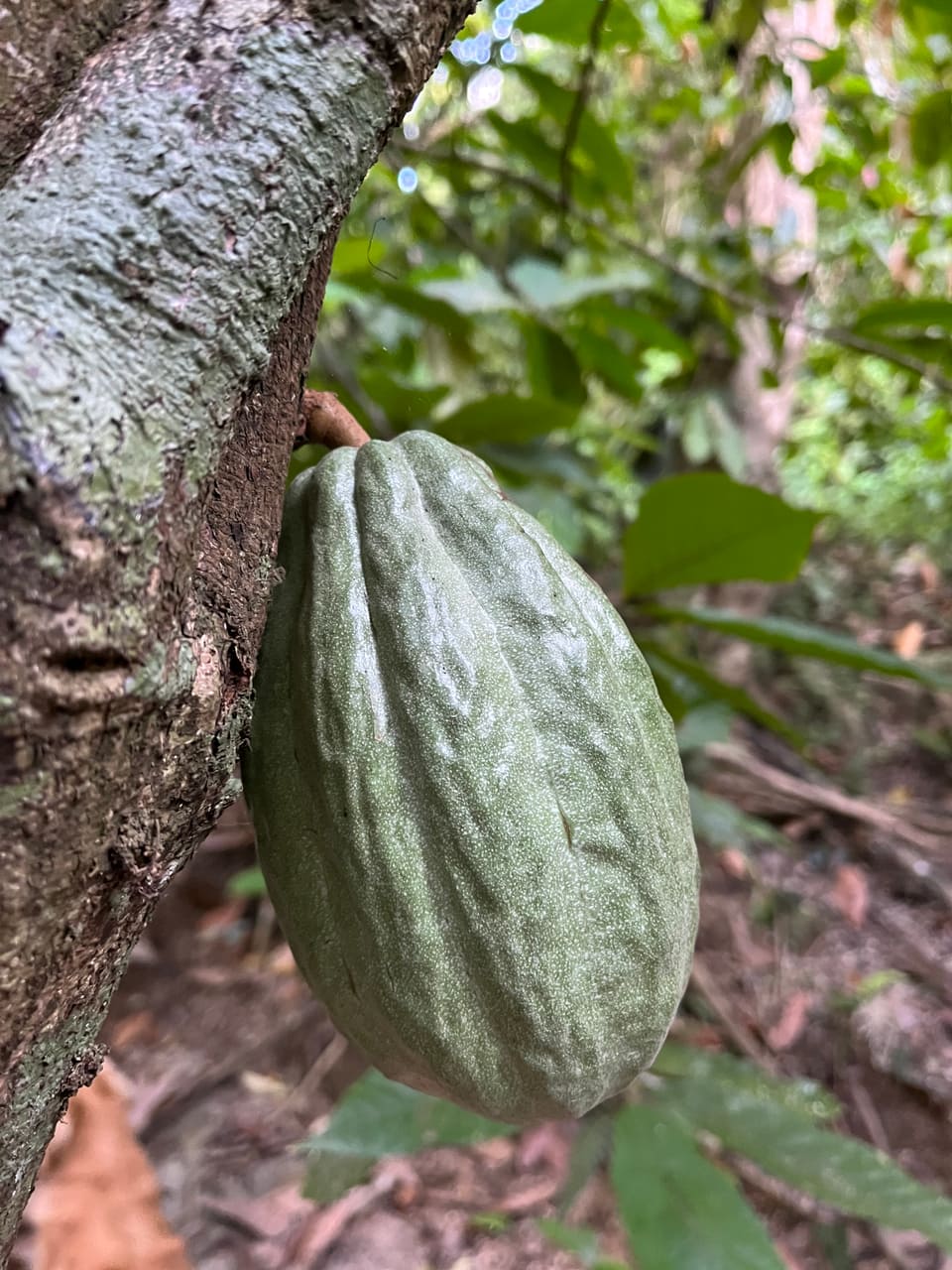 Cacao varietal 1