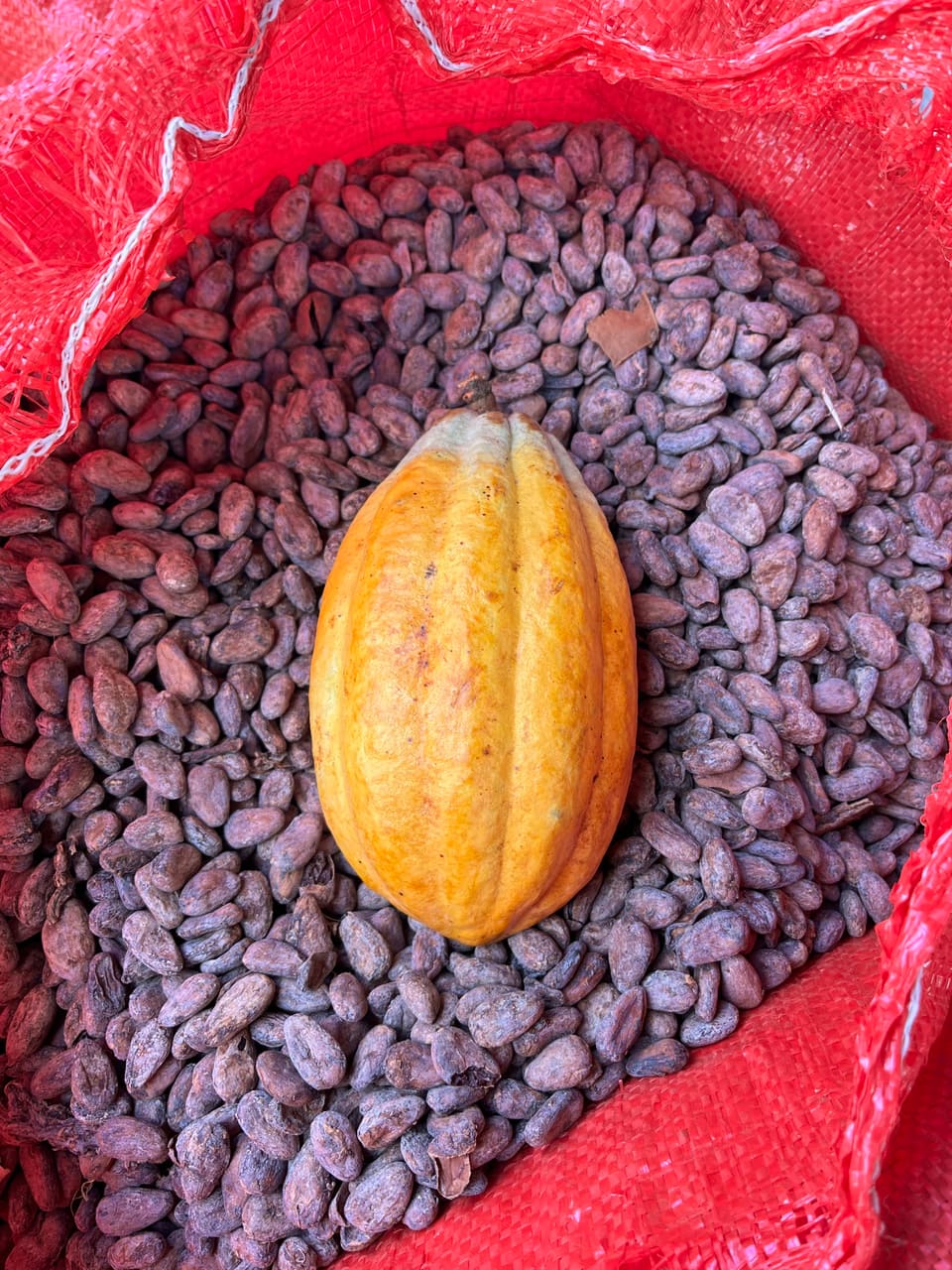 Cacao móvil